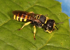 Ectemnius lituratus