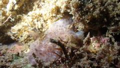 Discodoris coerulescens