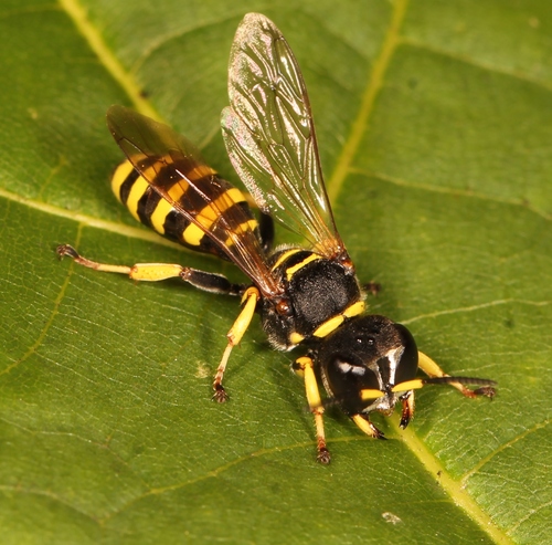 Representative image of Ectemnius lituratus