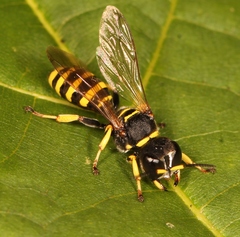 Ectemnius lituratus