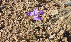 Moraea tortilis