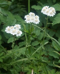 Achillea ledebourii