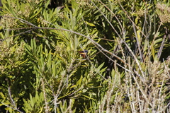 Charaxes pelias