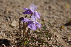 Moraea tortilis
