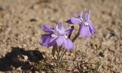 Moraea tortilis
