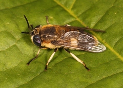 Heptatoma pellucens