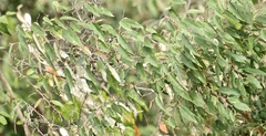 Croton dichogamus