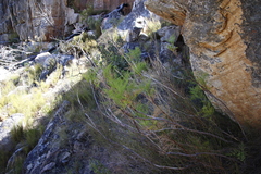 Notobubon tenuifolium