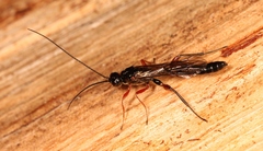 Odontocolon dentipes