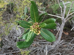 Xanthostemon multiflorus