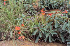 Englerophytum magalismontanum