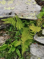 Athyrium distentifolium