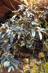 Englerophytum magalismontanum