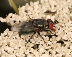 Protocalliphora azurea