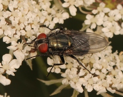 Protocalliphora azurea