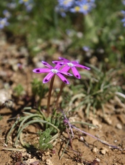 Romulea hantamensis