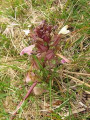 Pedicularis sylvatica sylvatica