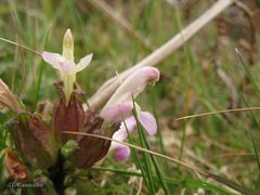 Pedicularis sylvatica sylvatica