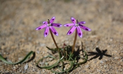 Romulea hantamensis