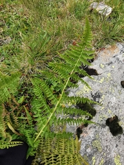 Athyrium distentifolium