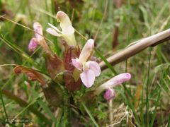 Pedicularis sylvatica sylvatica