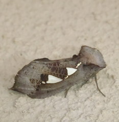 Antiophlebia bracteata