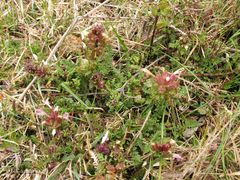 Pedicularis sylvatica sylvatica