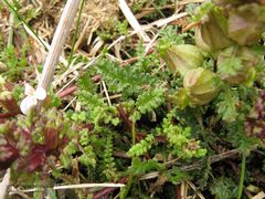 Pedicularis sylvatica sylvatica