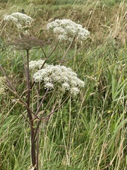 Angelica genuflexa