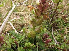 Pedicularis sylvatica sylvatica