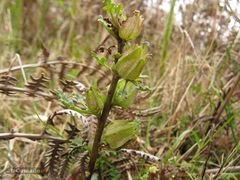 Pedicularis sylvatica sylvatica