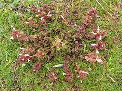 Pedicularis sylvatica sylvatica