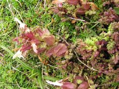 Pedicularis sylvatica sylvatica