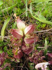 Pedicularis sylvatica sylvatica