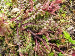 Pedicularis sylvatica sylvatica