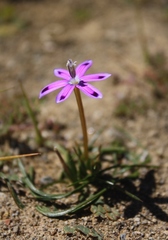 Romulea hantamensis