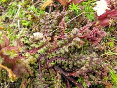 Pedicularis sylvatica sylvatica