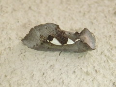 Antiophlebia bracteata