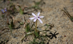 Romulea hantamensis