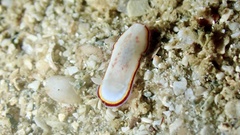 Goniobranchus trimarginatus image