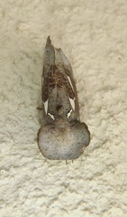 Antiophlebia bracteata