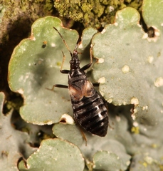 Temnostethus gracilis