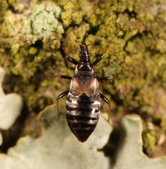 Temnostethus gracilis