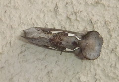 Antiophlebia bracteata