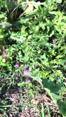 Cirsium arvense