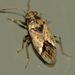 Wheat Bug - Photo (c) Steve Kerr, some rights reserved (CC BY), uploaded by Steve Kerr