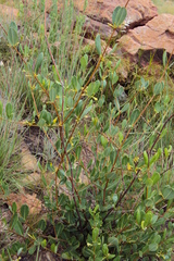 Cryptolepis oblongifolia