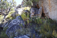 Notobubon tenuifolium