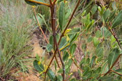 Cryptolepis oblongifolia