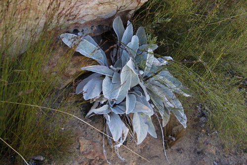 Image of Hermas gigantea by (c) Tony Rebelo, some rights reserved (CC BY-SA)